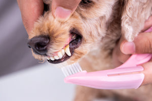 Dental Disease in Cats and Dogs: Prevention is Key