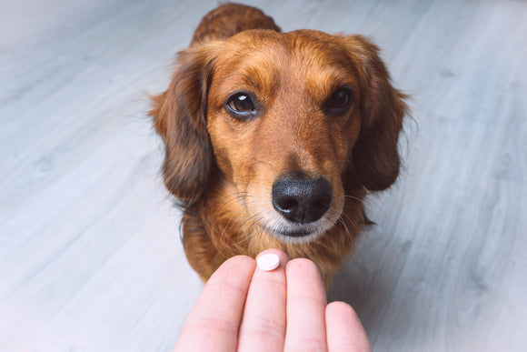 How Antibiotic Resistance in Pets is a Growing Problem