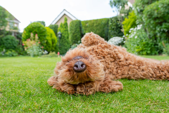 Grass Allergies in Dogs & Finding Natural Solutions