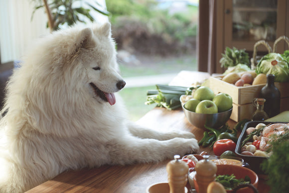 The Benefits of Feeding Your Dog a Biologically Appropriate Raw Diet