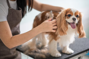Health Benefits of Regular Dog Grooming