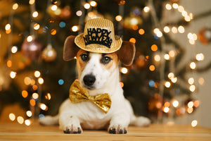 2022 Pet Wellness New Year’s Guide from Aleyr