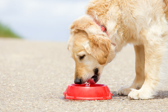 Summer Healthcare Tips to Keep Your Dog’s Health in Check