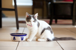 The Benefits of Raw Cat Food for Felines
