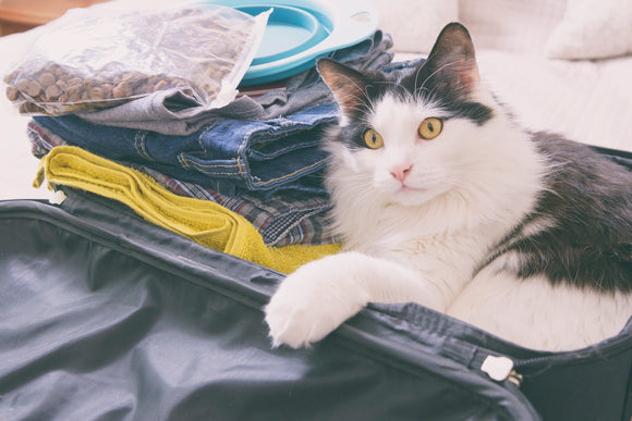 Preparing your Pet for Travel - Plane and Car Trips