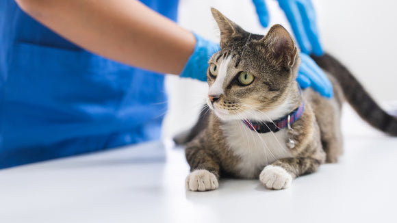 cat-receiving-chiropractic-care