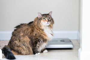 Tips for Managing Your Pet's Weight