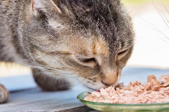 The Truth About Dry Cat Food & Why We Don’t Recommend It