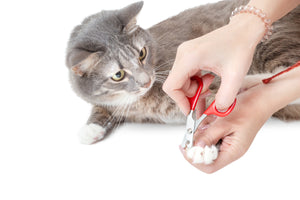 Why It's Important to Keep Your Cat and Dog's Nails Trimmed