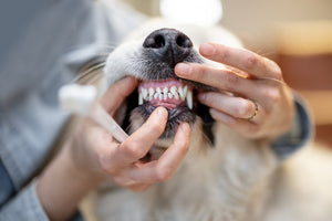 Tips for Removing Plaque From Your Pet’s Teeth