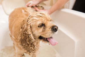 Tips for Managing Pet Odor in Your Home