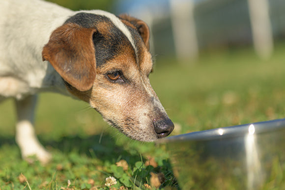 Top Reasons to Feed Your Dogs or Cats Bone Broth