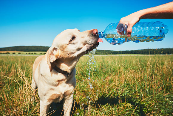 Helping Your Pets Stay Hydrated During Warmer Months