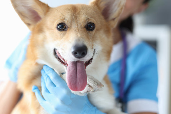 Vet providing holistic vet care to dog