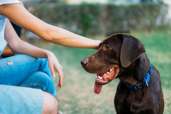Handle Bad Breath for Cats and Dogs with a Raw Diet