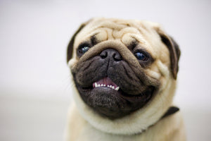Dog Dental Health Alert! Why Dry Kibble Is NOT Good for Your Dog's Teeth