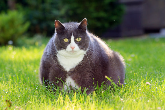 How to Help an Overweight Cat Lose Weight for Better Health