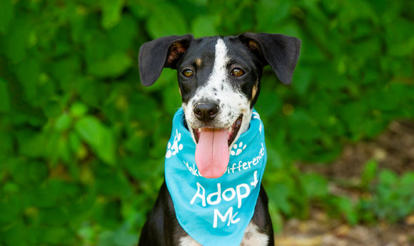 cute dog wearing scarf that says adopt me