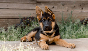 How Diet and Exercise Can Help You Manage Behavior for an Out of Control Puppy