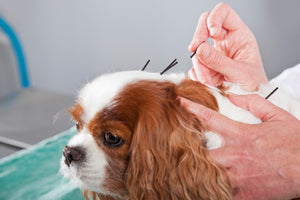 Understanding Veterinary Acupuncture and How it Helps Pets