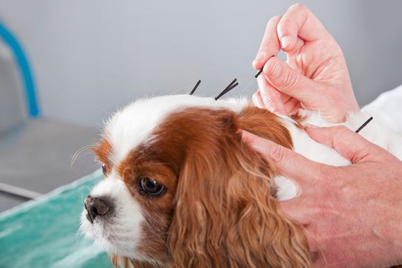 dog receiving veterinary acupuncture