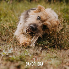 Canophera Red Deer Split Antler for Dogs