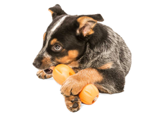 West Paw Qwizl Toppl Treat Dispensing Tangerine Dog Chew Toy