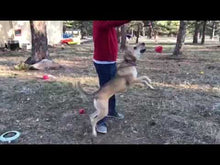 Sodapup Mutts Kick Butt Heart On A String Toy Ultra Durable Rubber Reward Chew & Retreiving For Dog